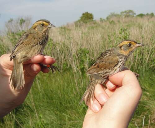 One bird’s troubles show the story of rising seas in salt marshes