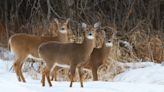 Deer are expanding north. That could hurt some species like boreal caribou : Short Wave