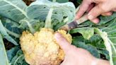 How and When to Harvest Cauliflower at the Peak of Freshness