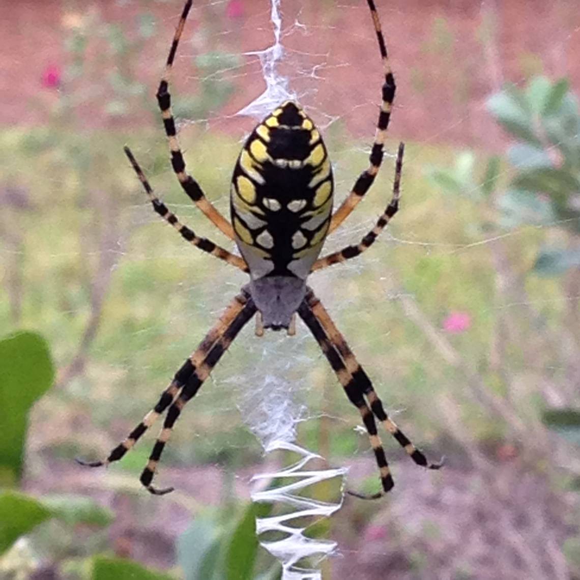 These huge spiders are in SC yards for the summer. Here’s where they are and if they’re a threat