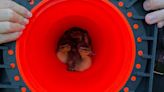 Police rescue ducklings on road using traffic cone