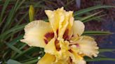 Group effect: Each spectacular daylily bloom lasts a day