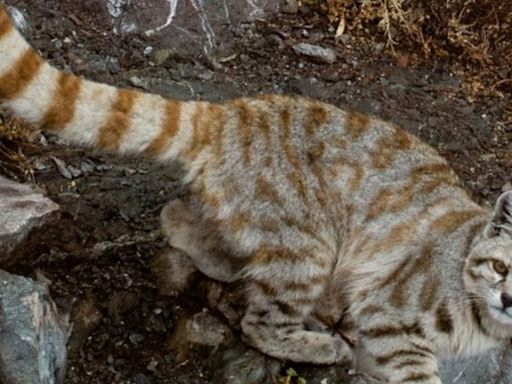 “Fantasma de Los Andes”: cámaras captan por primera vez a gato andino