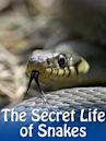 The Secret Life of Snakes