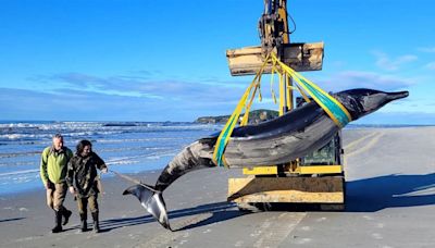 Spade-Toothed Whale, One of the World’s Rarest Marine Mammals, Washes Ashore in New Zealand