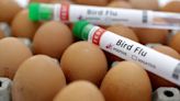 Gabon detects first case of bird flu since 2022