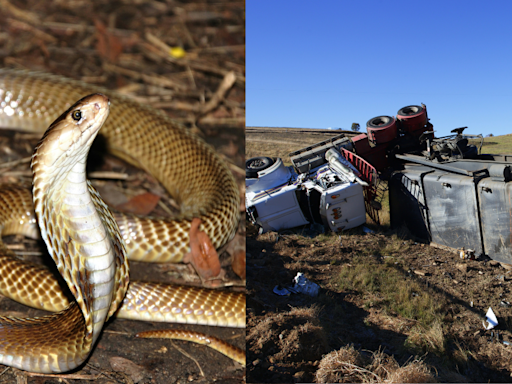 Did An Accident On I-25 In Casper, Wyoming Release Hundreds Of King Cobras? Truth Behind Viral Post