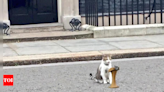 Larry the Downing Street Cat remains constant amidst changes | World News - Times of India