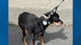 Spokane Valley firefighters rescue dog who fell eight feet down storm drain