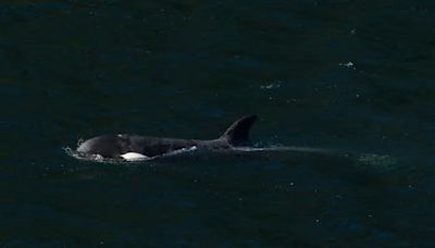 Boaters off Vancouver Island coast asked to stay away from formerly stranded orphan orca calf