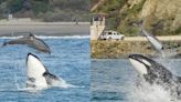 Captan a manada de orcas cazando delfines en costa de California