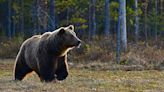 Shoot on sight or give them space? Slovakia grapples with what to do about bears after woman dies