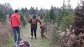 The hunt is on for the perfect tree, a Christmas tradition for many