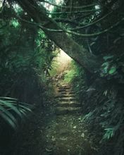 Jungle path Photo in Album Stream Photos - Photographer: JuusoHD ...