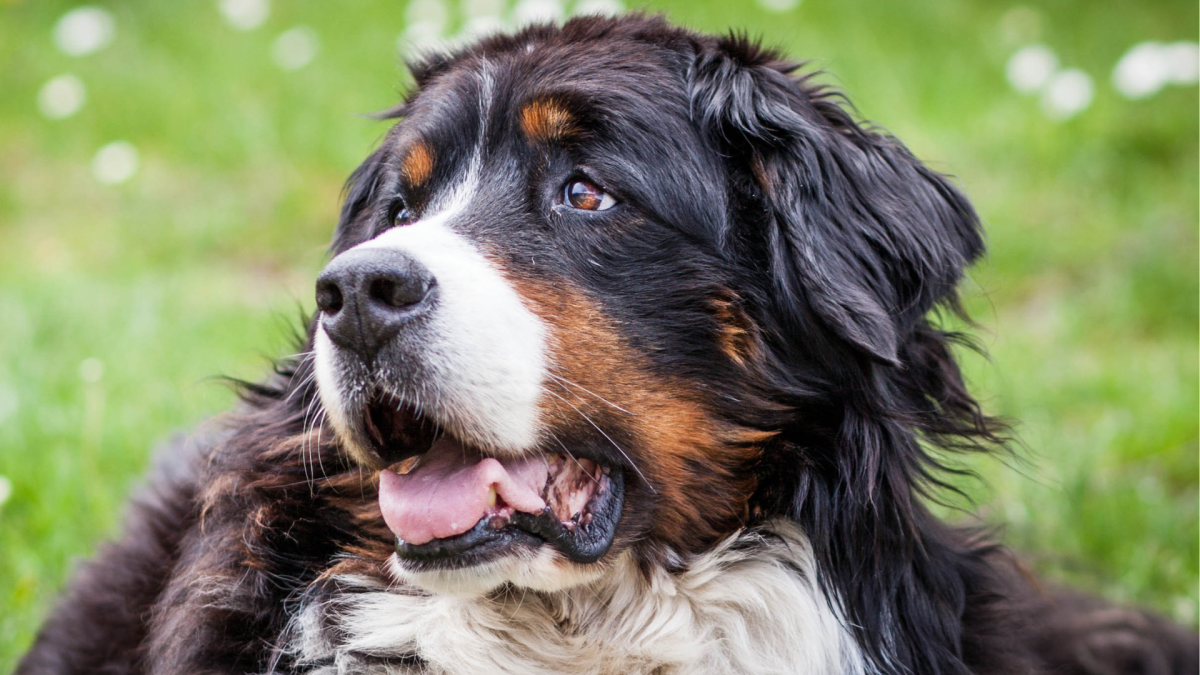 Bernese Mountain Dog Is the Absolute Best Helper to Newborn Sister