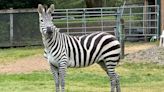 Last of Escaped Zebras Captured With White Bread, Oats and ‘Positivity’