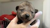 Pet Rescue Shares Warning About Wild Baby Animals After Family Brings in 4 Coyote Pups
