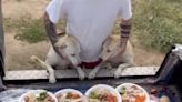 Man in Thailand Cooks Christmas Feast for Street Dogs