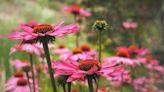 Native Plant Expo returning to Washtenaw Farm Council Grounds this weekend