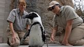 Pingüino en el Zoo de San Diego estrena zapatos ortopédicos