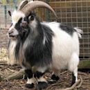 Pygmy Goat