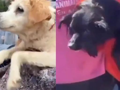 Video CONMOVEDOR: el trauma de los perros que fueron rescatados en medio de las inundaciones en Brasil