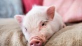 10 Alarming Facts to Consider Before Getting a Teacup Pig