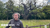 Rumours 'Robin Hood' oak is dying dispelled by RSPB