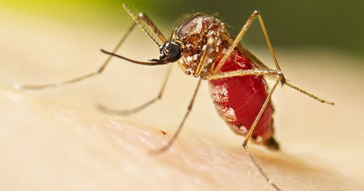 Mosquito-fighting drone takes flight in South Florida, a ‘huge difference’ to keep insects at bay