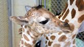 The Cheyenne Mountain Zoo's New Baby Giraffe Is Already Up on Her Hooves and Greeting Guests