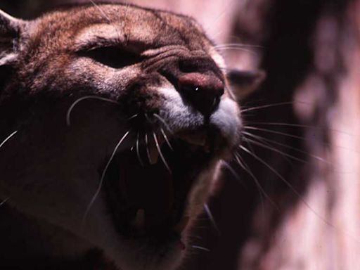 Aptos High School lifts shelter-in-place after mountain lion sighting