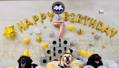 新北警犬福星三兄弟滿7歲將退休 網友獻祝福