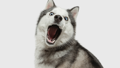 Mom Sets up Over-The-Top Play Areas for Her Huskies Since It’s Too Hot to Be Outside