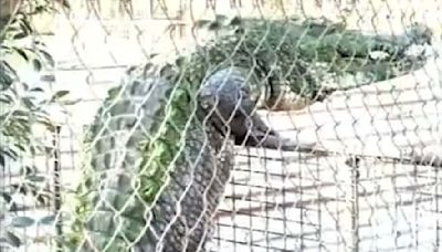 Monster crocodile's wild act that had wildlife rangers on edge