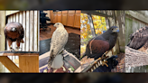 Cause of fire that killed 4 raptors at Iowa Raptor Project undetermined, case now closed