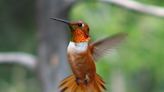 Rufous hummingbirds return to the borderlands