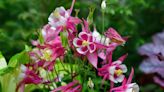 How To Grow And Care For Columbine Flowers