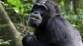 Chimpanzees seek out medicinal plants to treat injuries and illnesses, study finds