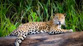 Wildlife Caretaker Shows Off Jaguar's Huge Claws in Fascinating Video