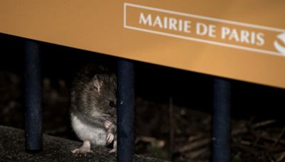 Real-life Ratatouille: How Paris is racing to manage its rat population ahead of Olympics