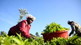 CVC Capital agrees to sell controversial tea farms in East Africa