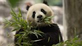 2 Giant Pandas Are Returning to DC’s National Zoo From China