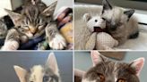 Your fabulous photos of furry friends for National Kitten Day