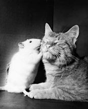 Mouse and Cat - Most Beautiful Picture