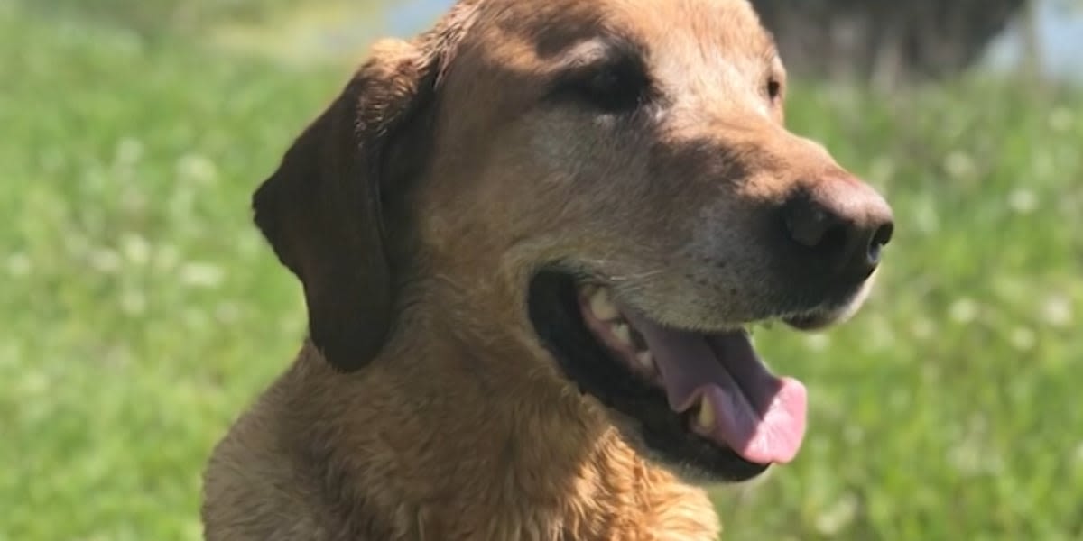 Family heartbroken after their missing dog was euthanized at an animal shelter