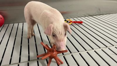 World’s cleanest pigs raised to grow kidneys, hearts for humans
