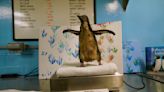 Chicago's Shedd Aquarium welcomes its first rockhopper penguin chick in 8 years