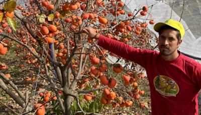 Climate change, soil conservation: why Himachal apple farmers shifting to other crops