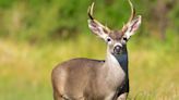 Deer Discovered at Yellowstone Park Died of Rare ‘Zombie’ Disease