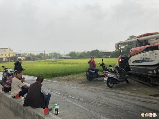 間歇大雨 彰化稻米產區傳倒伏